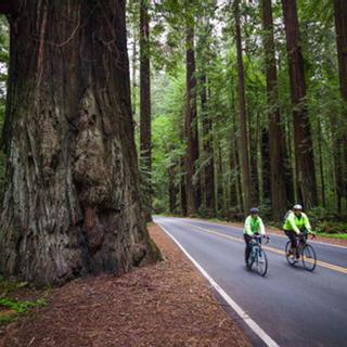 Best Western Plus Humboldt Bay Inn | Eureka, California | Two people on bicycles cycling down road surrounded by redwood trees