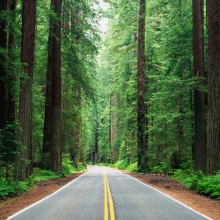 Best Western Plus Humboldt Bay Inn | Eureka, California | Road leading into forest of redwood trees