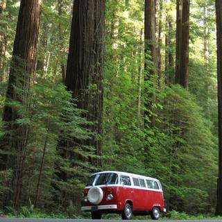 Best Western Plus Humboldt Bay Inn | Eureka, California | Red and white van parked beside giant Redwood trees