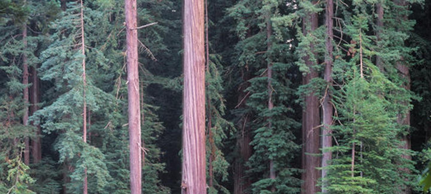 Best Western Plus Humboldt Bay Inn | Eureka, California | 3