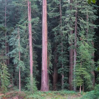 Best Western Plus Humboldt Bay Inn | Eureka, California | Redwood trees 