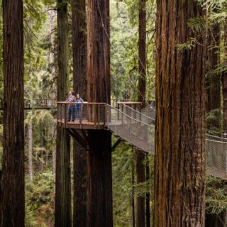 Best Western Plus Humboldt Bay Inn | Eureka, California | Hanging bridges surrounded by redwood trees