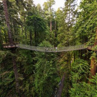 Best Western Plus Humboldt Bay Inn | Eureka, California | Hanging bridges and view of redwood trees