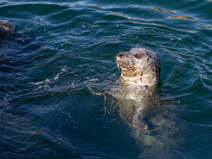 Best Western Plus Humboldt Bay Inn | Eureka, California | 3